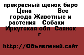 прекрасный щенок биро › Цена ­ 20 000 - Все города Животные и растения » Собаки   . Иркутская обл.,Саянск г.